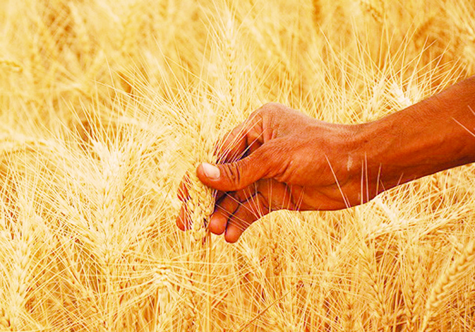 پیش‌بینی برداشت بیش از ۸۰۰ هزار تن گندم از مزارع آذربایجان‌شرقی