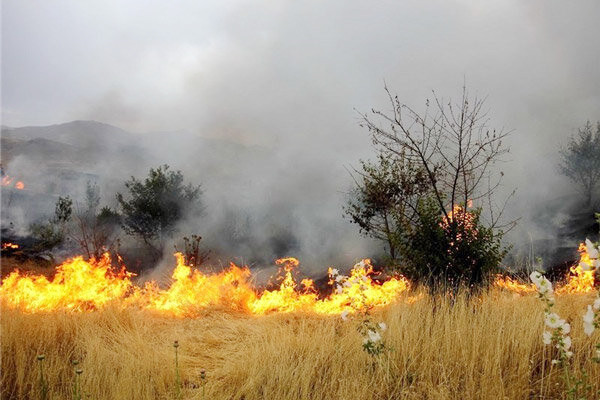 آتش سوزی ۱۰۹ هکتار از اراضی دماوند  در روزهای اخیر