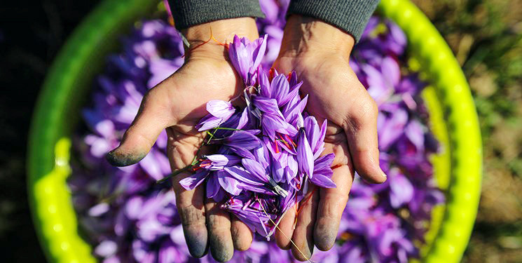 احداث بزرگ‌ترین مزرعه زعفران کشور در سمنان