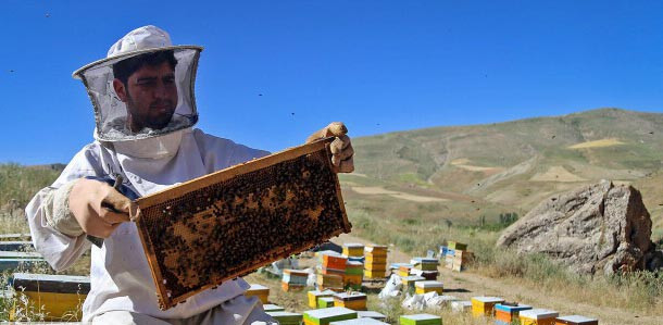 برداشت ۶۴۵ تن عسل از ۶۶ هزار کلنی در دماوند