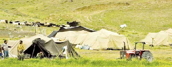 دو هزار خانوار عشایری در مناطق قشلاقی ایلام مستقر می‌شوند