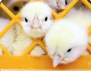 از نوسانات قیمت مرغ تا نگرانی در مورد کمبود جوجه یک‌روزه