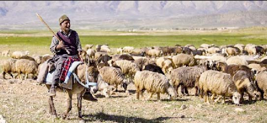 رشد ۱۲ درصدی تولیدات عشایر آذربایجان‌شرقی