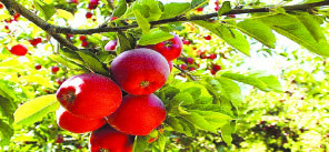 برداشت سیب در منطقه دماوند به ۴۰ تن  در هکتار افزایش یافت