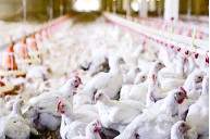هشدار دامپزشکی درباره شیوع آنفلوانزای مرغی  در سیستان وبلوچستان