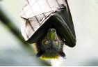 ویروس‌های مشابه کرونا در بدن خفاش‌ها و مورچه‌خوارهای آسیایی