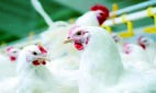 گزارش اولین مورد انتقال آنفلوآنزای مرغی به انسان در روسیه