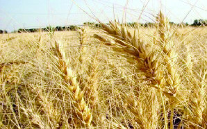 تولید گندم در هرمزگان ۱۵ درصد کاهش یافت