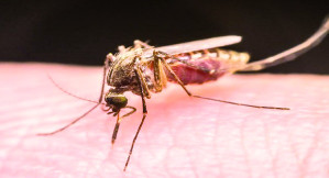 گرمایش جهان به معنای گسترش بیماری  مالاریا است