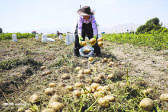 یک هزار و ۶۷۵ میلیارد ریال غرامت به کشاورزان آذربایجان شرقی پرداخت شد