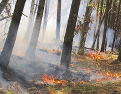 گرما و دود ناشی از آتش سوزی جنگل ها عامل بروز مشکلات قلبی