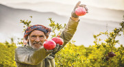 صادرات بیش از ۲۰۰ تن انار خراسان رضوی به خارج از کشور