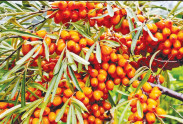 تولید سالانه بیش از ۱۳۷۰ تن سنجد در آذربایجان شرقی