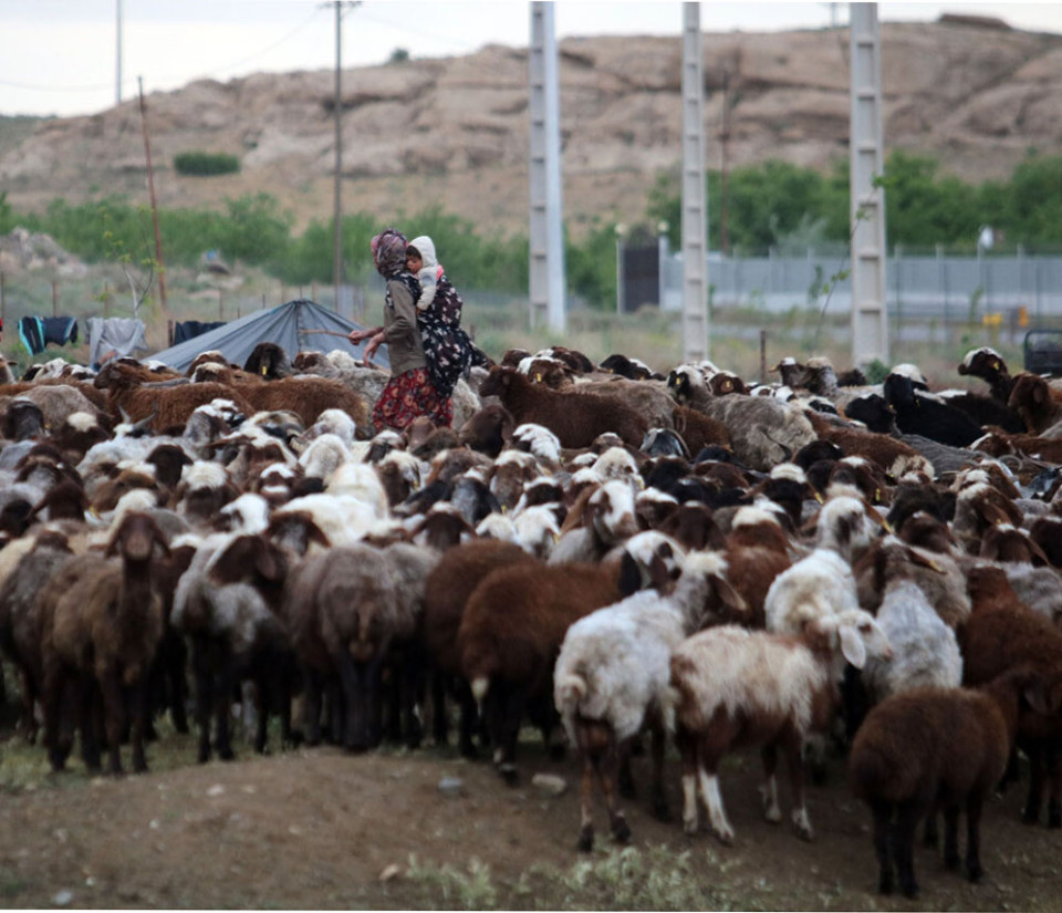 عشایر در ۵۵ سامان عرفی همدان مستقر شدند