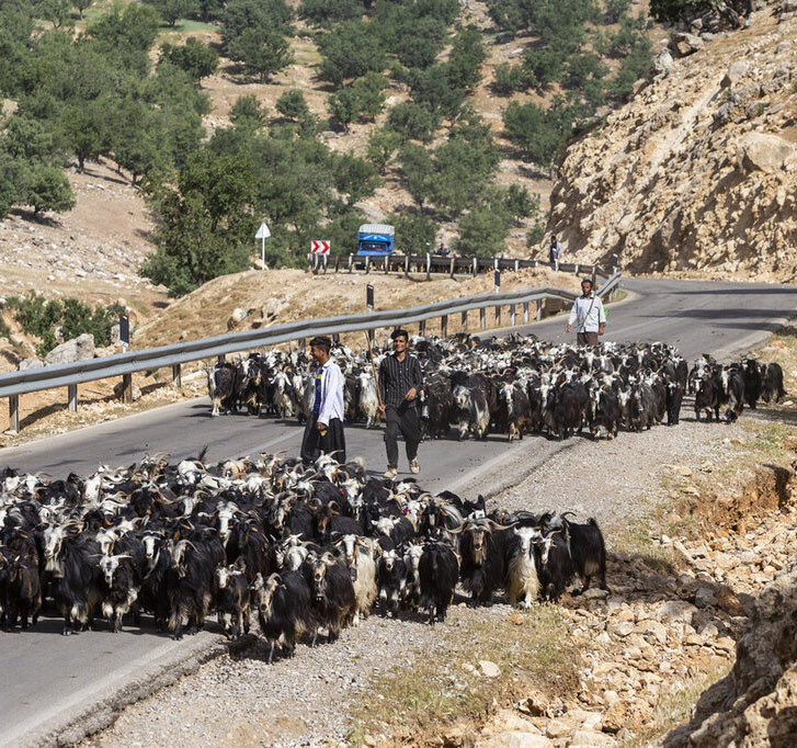 تمهیدات اداره دامپزشکی برای کنترل بیماری‌های مشترک انسان و دام در فصل آغاز کوچ عشایر به شهرستان دماوند