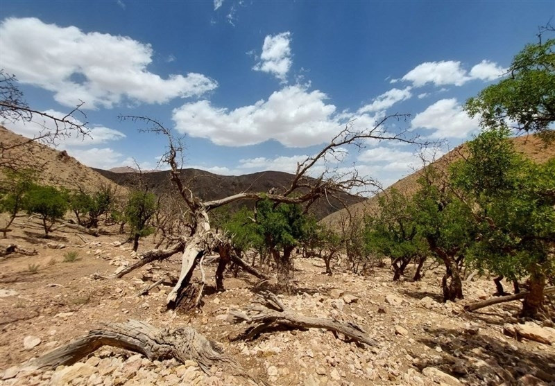 تلاش گسترده برای حل مشکلات تنش آبی  در روستاهای تفرش