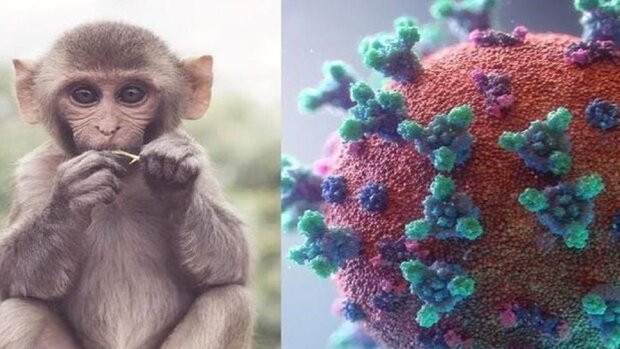 ویروس آبله میمونی روی سطوح تکثیر می‏ شود