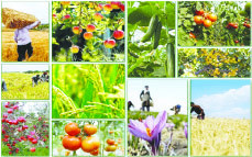 تشکیل کمیته مشترک کشاورزی ایران و هند برای تسهیل تجارت