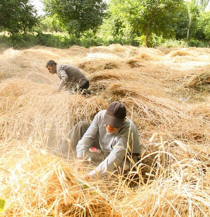 خرید تضمینی بیش از ۱۰ میلیون و ۳۸۰ هزار تن گندم در کشور