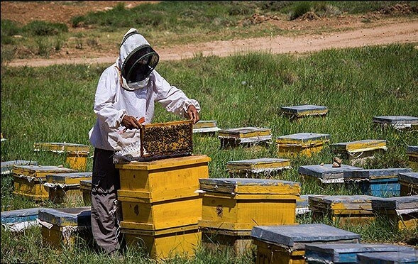 وجود ۳۶۵ هزار کلونی زنبورعسل در استان همدان