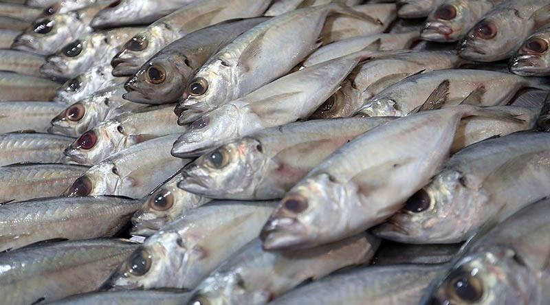 صادرات ۱۰۰۰ تنی ماهی قزل‌آلا از همدان  به روسیه