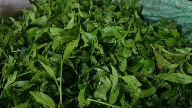 شهرستان رودسر تولیدکننده ۲۰ درصد چای  مصرفی کشور