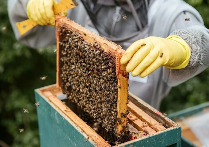 زنبورداری؛ شغلی شیرین با رنجی تلخ