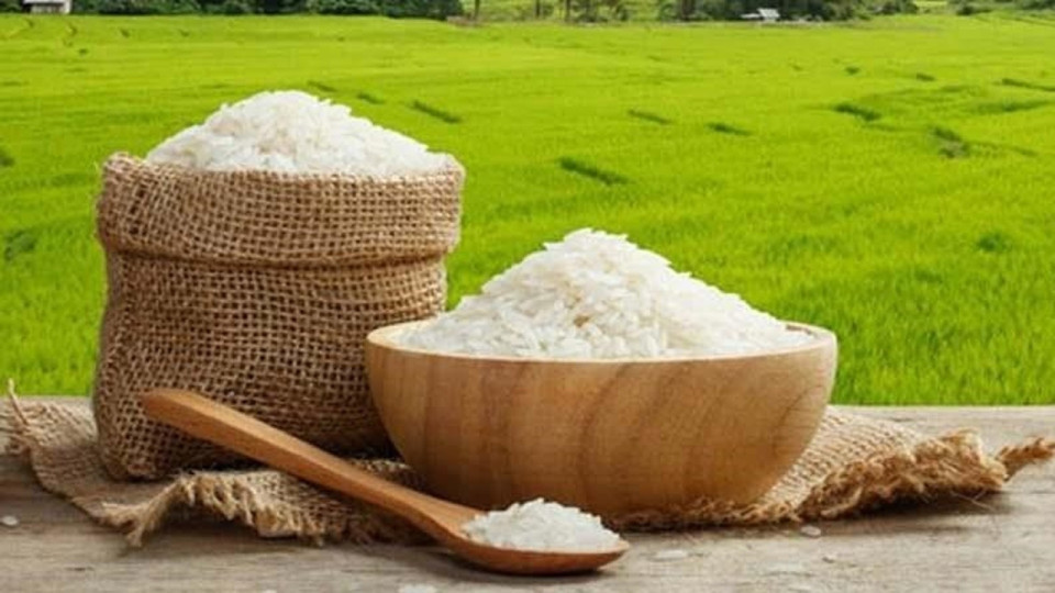 مازندران؛ در صدر تولید برنج سفید در کشور