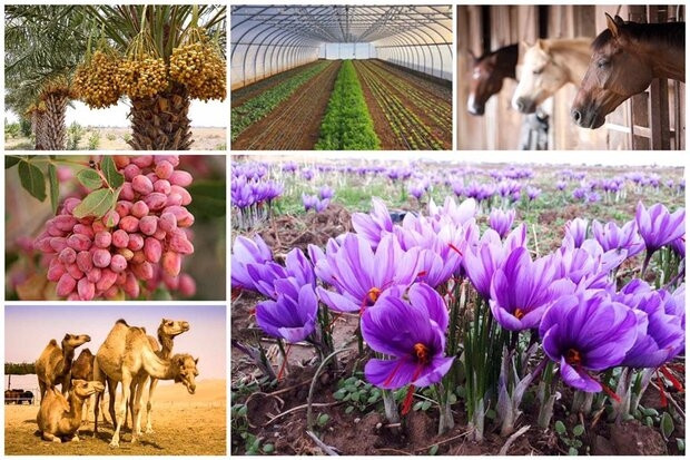 صادرات محصولات کشاورزی در بهار امسال  ۲۸ درصد رشد کرد