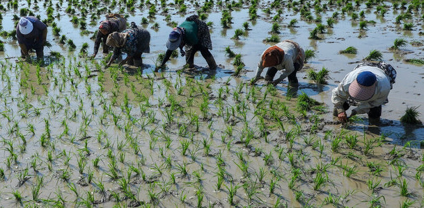 ۷۰ درصد کشت برنج در کشور مکانیزه انجام می‌شود