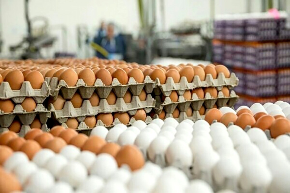 صادرات ۵۵ هزار تن تخم مرغ