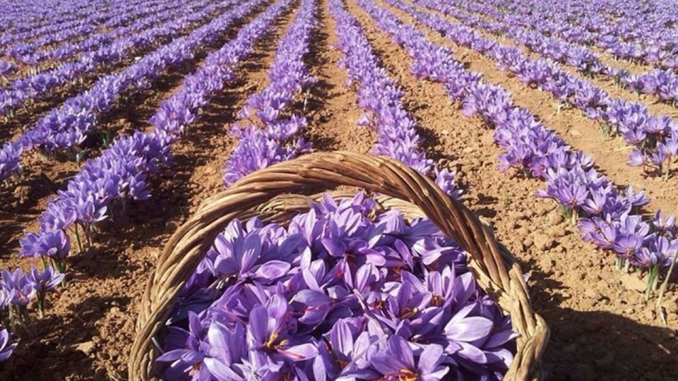 زعفران ایران به کدام کشورها صادر می‌شود؟