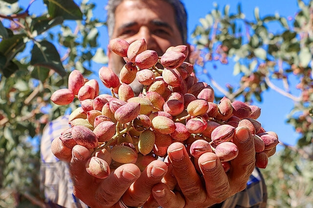 باز شدن جای پای پسته سیستان ‌و بلوچستان در بازارهای جهانی