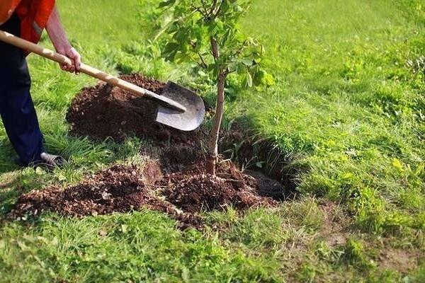 کاشت درخت‌های سازگار در بوشهر؛ حرکت در مسیر آینده‌ای سبز و پایدار