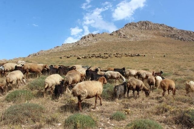 دام مازاد و خشکسالی؛ زنگ خطر برای مراتع خراسان جنوبی