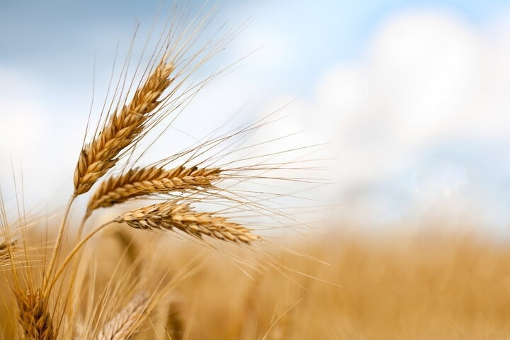 آذربایجان غربی پیشرو در تولید گندم؛۷۰۰ هزار تن گندم برداشت می شود