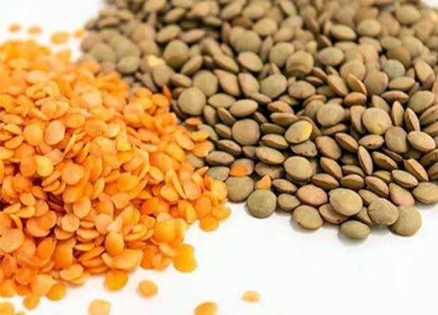 آذربایجان شرقی رتبه نخست تولید عدس کشور