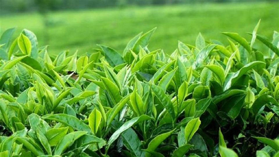 خرید بیش از ۹۰ هزار تن برگ سبز چای  از چایکاران شمال