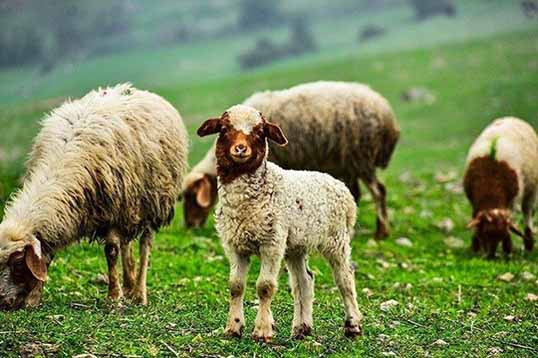 فارس؛ قطب دام سبک ایران