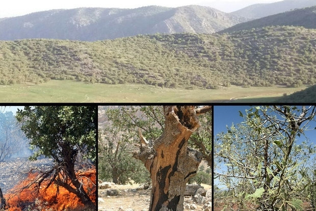 خط ‌قرمز اکولوژیک شکست؛ زاگرس  در آشفتگی اقلیمی