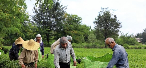 ۳۲ درصد صادرات چای ایران راهی ترکیه می‌شود