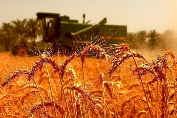 دستور رئیس‌جمهور برای تسریع در جمع‌بندی نهایی قیمت گندم