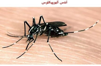 اقدام برای عقیم‌سازی پشه آئدس با کمک سازمان انرژی اتمی