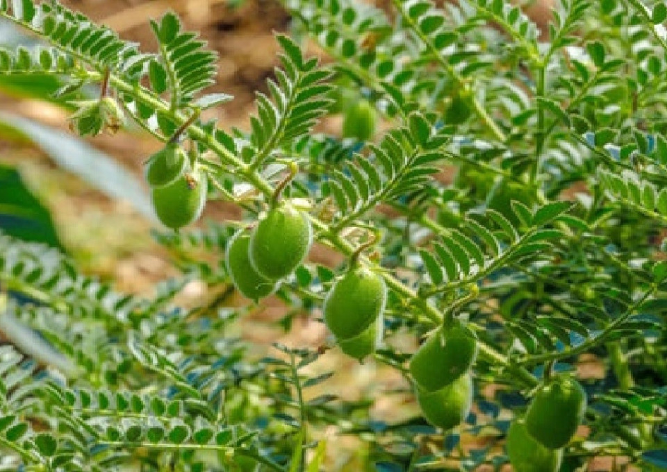 دلفان؛ قطب نخود لرستان در مسیر نوین‌سازی کشت و برداشت