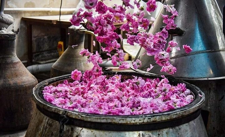 ۱۳۰۰ تن گلاب در سال ۱۴۰۴ صادر شد