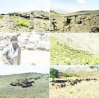 اخراج ۶۵۰ رأس دام غیرمجاز از مراتع مناطق «مومج» و «مقانک» شهرستان دماوند