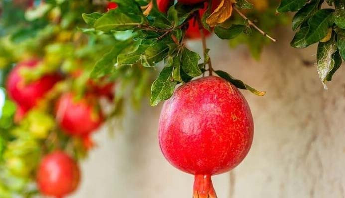 انار؛ میوه‌ای با خواص درمانی!