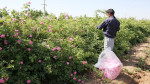 تولید ۱۷۸ تن گل محمدی از ۵۰ هکتار از باغات البرز