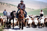 کوچ بزرگترین جامعه عشایری کشور در فارس از ۱۵ مهر