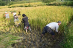 برداشت برنج در شهرستان سیروان آغاز شد